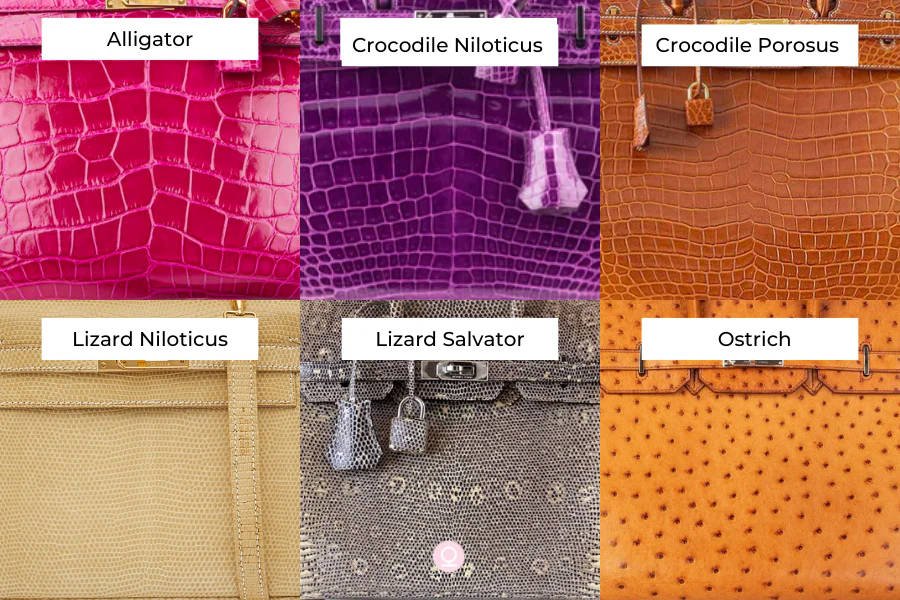 Alligator vs. Crocodile vs. Lizard vs. Ostrich